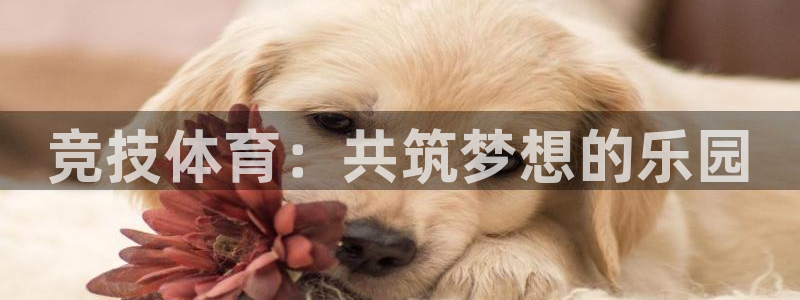 bbin视讯下